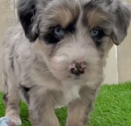 Mini Huskydoodle Puppies For Sale